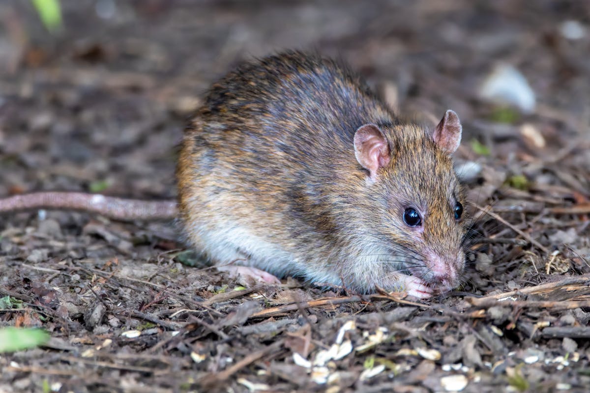 Rat & Mouse Control